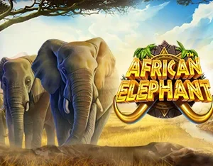 African Elephant - OLE777