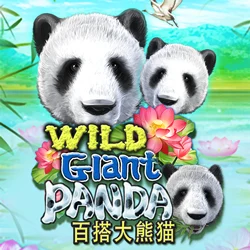 Wild Giant Panda - OLE777